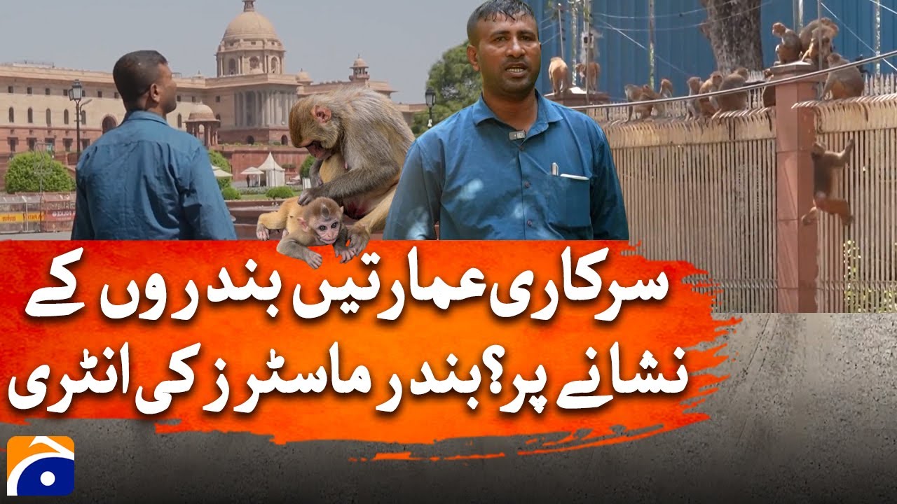 Meet the Monkey Whisperers Helping Delhi Tackle a Growing Problem | Geo News