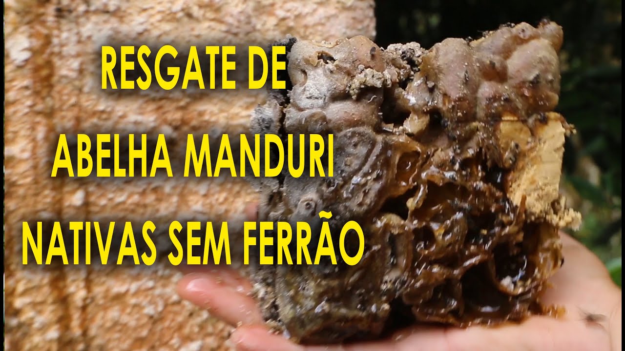 Resgate de Abelha Manduri no Sitio São Camilo