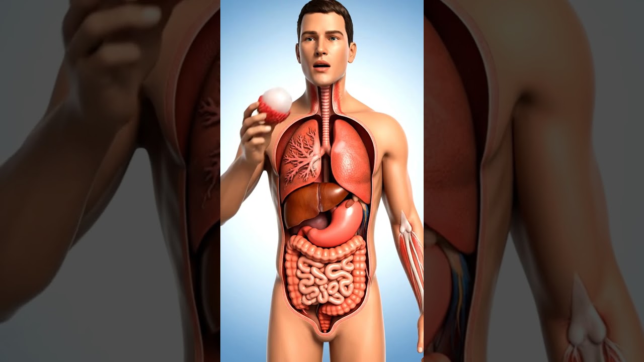 How food process#animation #bodyanatomy #butifyoucloseyoureyes