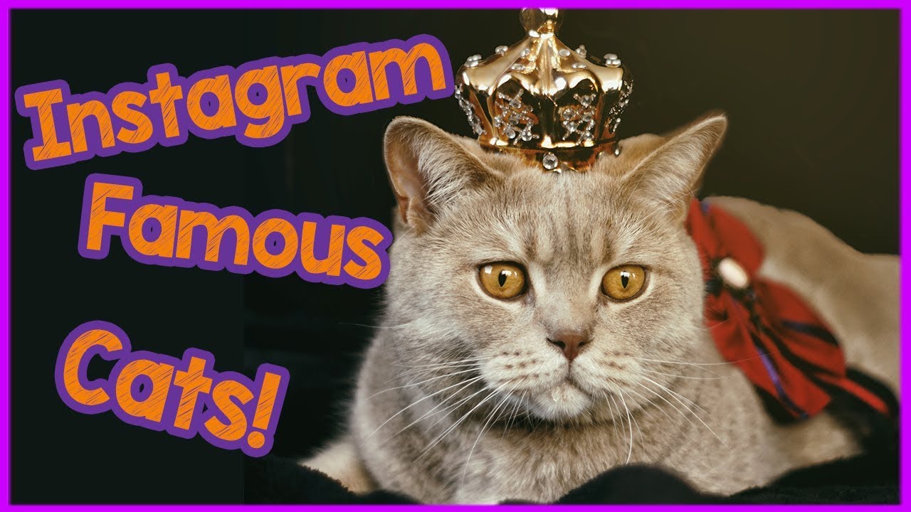 Instagram Cat Royalty - 5 Cats You NEED To Follow 2019!