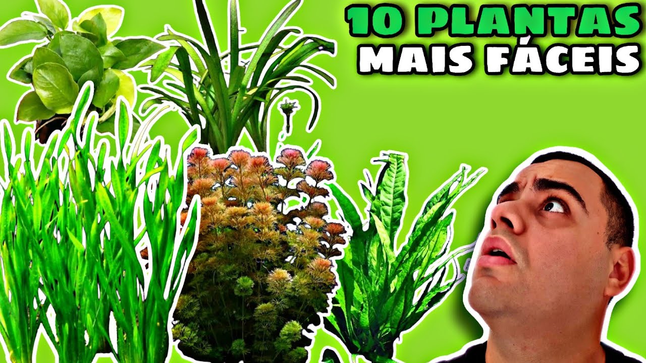 AS 10 PLANTAS MAIS FÁCEIS PARA AQUÁRIO
