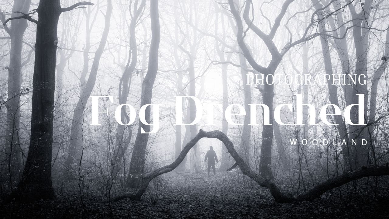 When the Forest Breathes: Photographing a Fog-Drenched Woodland