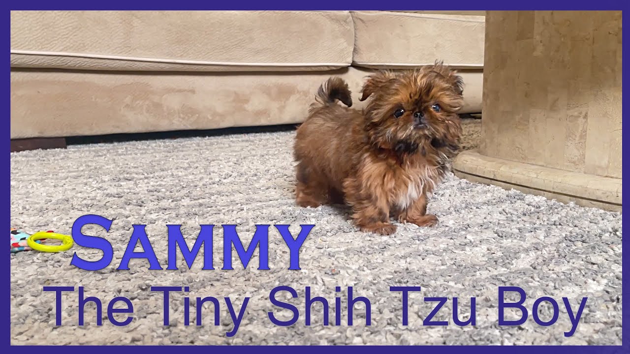 Tiny Shih Tzu Boy at 14 Weeks Old