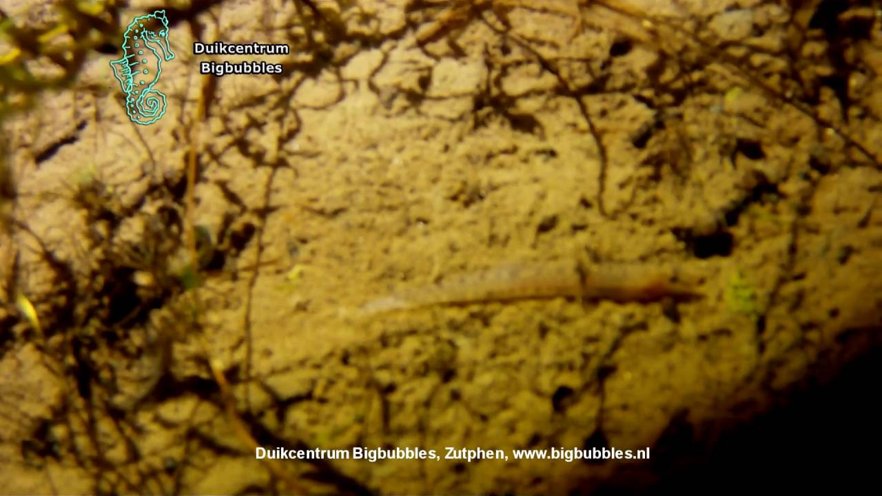 kleine modderkruiper