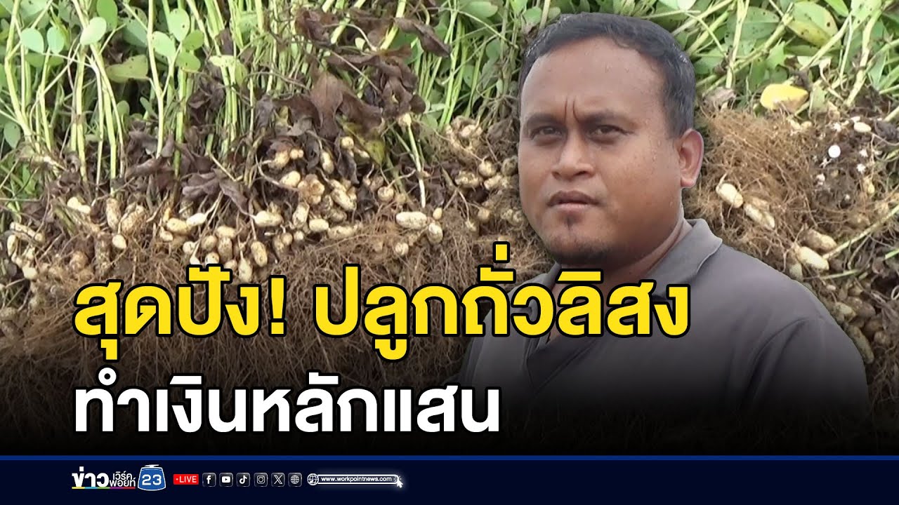 สุดปัง! ปลูกถั่วลิสง ทำเงินหลักแสน l ตลาดข่าว - ข่าวเช้าเวิร์คพอยท์ l 18 ส.ค.68