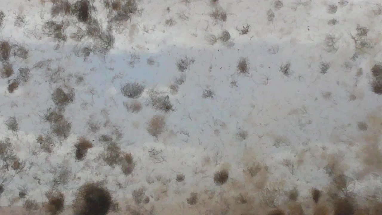 'Tumbleweed Tornado' caught on camera in Albuquerque
