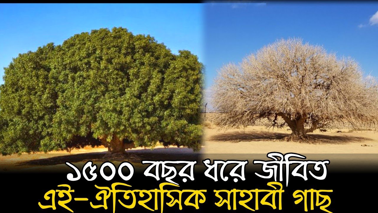 সাহাবী গাছ | মহানবী (সঃ) এর এক জীবন্ত মোজেজা | Sahabi Tree | The Blessed Tree | ইসলামিক কাহিনী