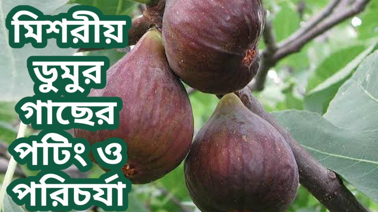 মিশরীয় ডুমুর গাছের প্রতিস্থাপন এবং যত্ন
