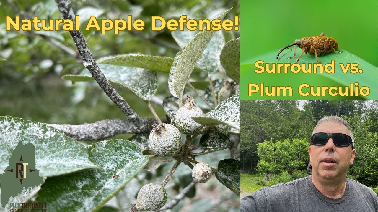 Fighting Plum Curculio Naturally: Spraying Surround on My Apples