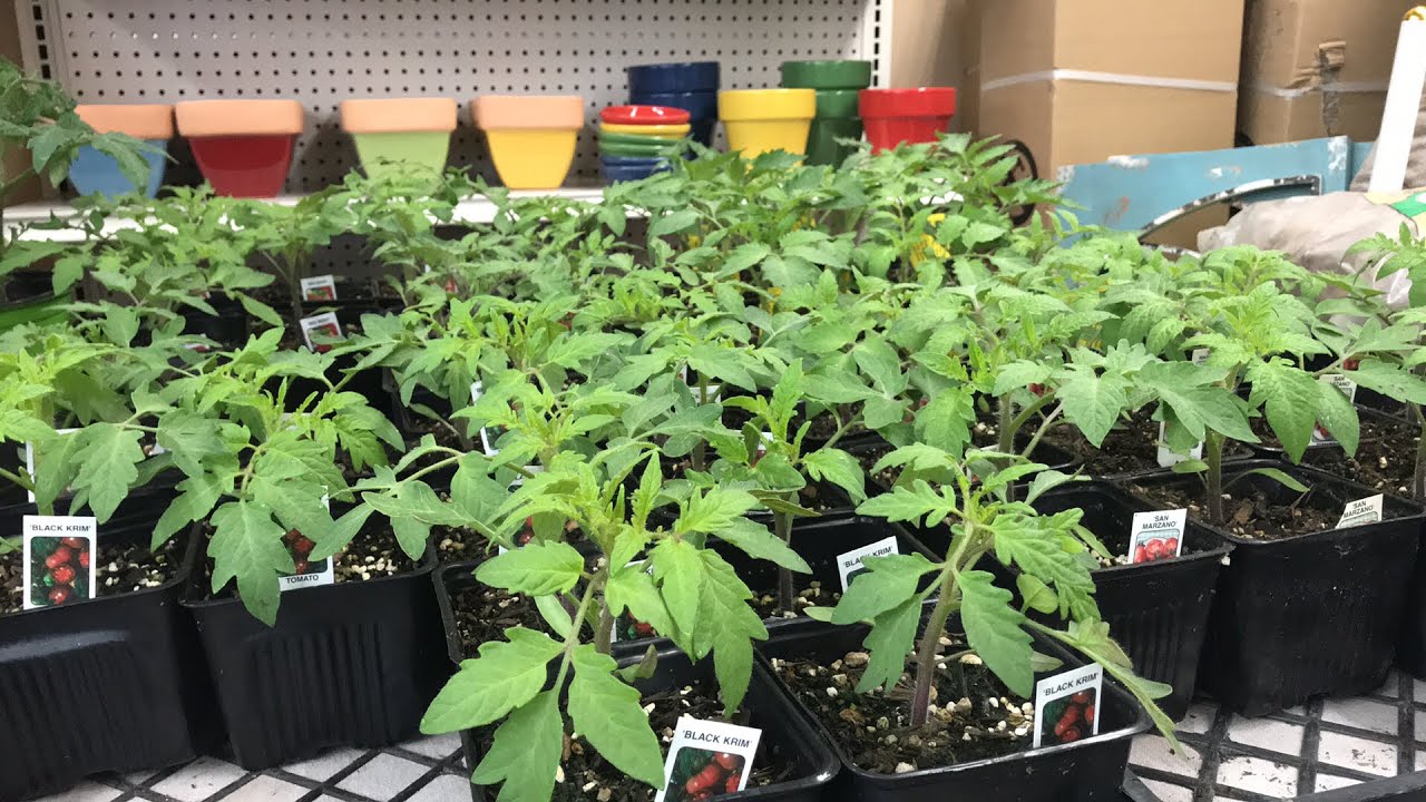 GROWING THE BEST TOMATOES | LIVESTREAM