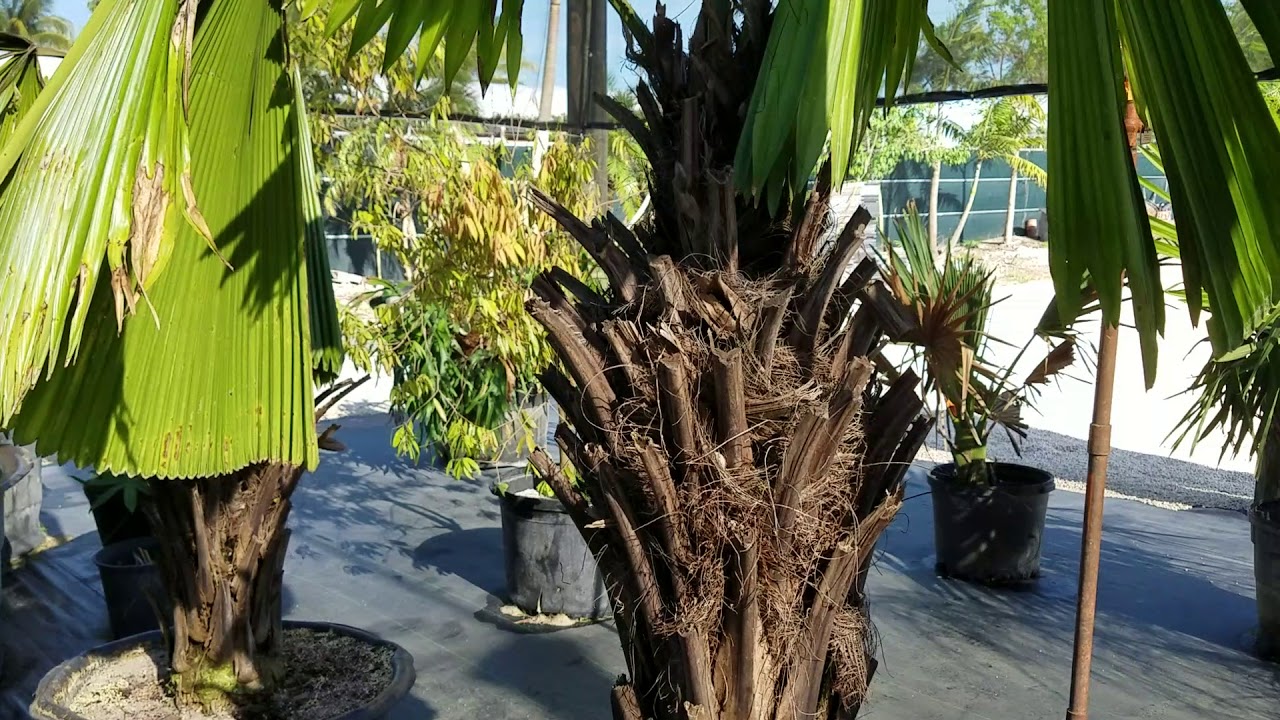 Licuala elegans - Bigger and Hardier!