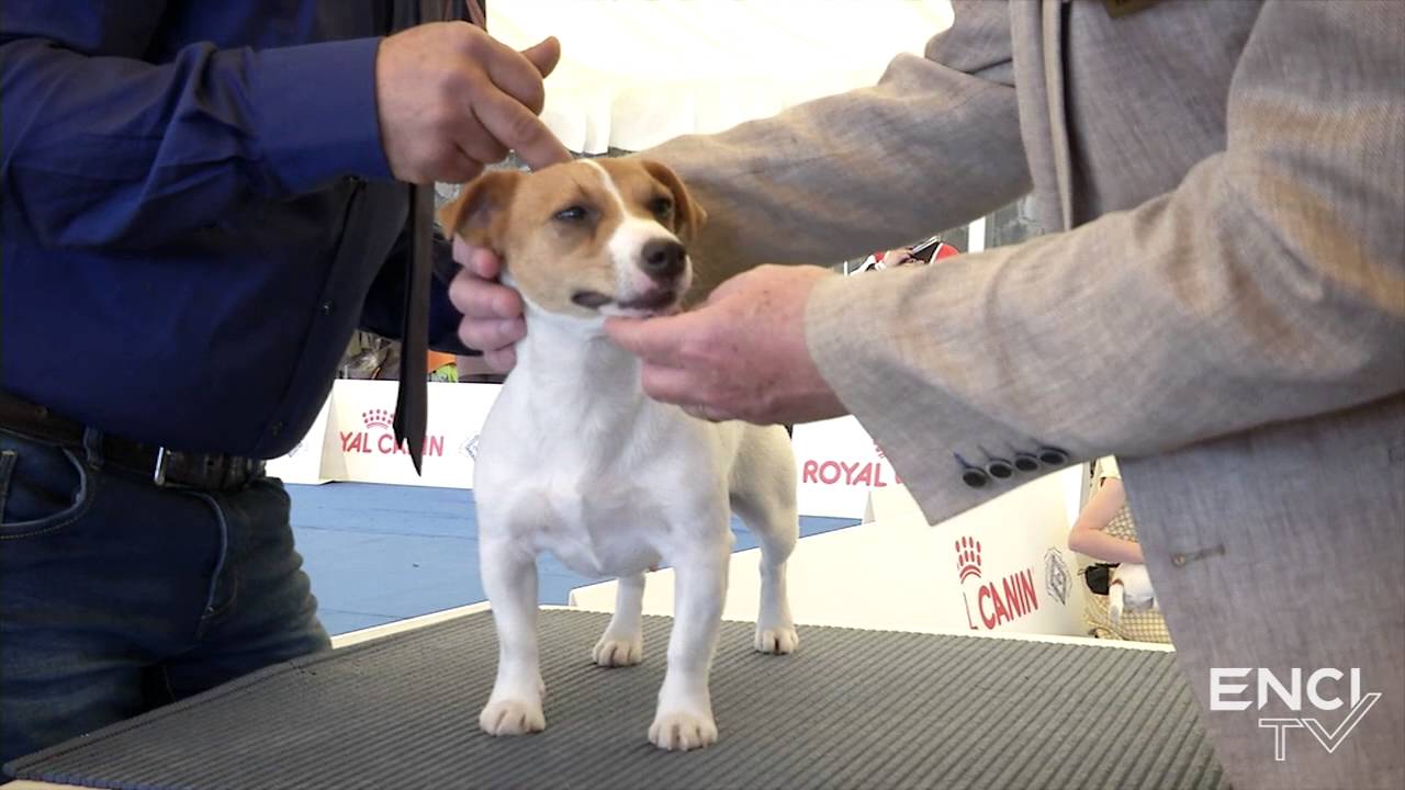 CASERTA2016 - SAB07. FOCUS: Speciale Jack Russel - Intermedia Femmine