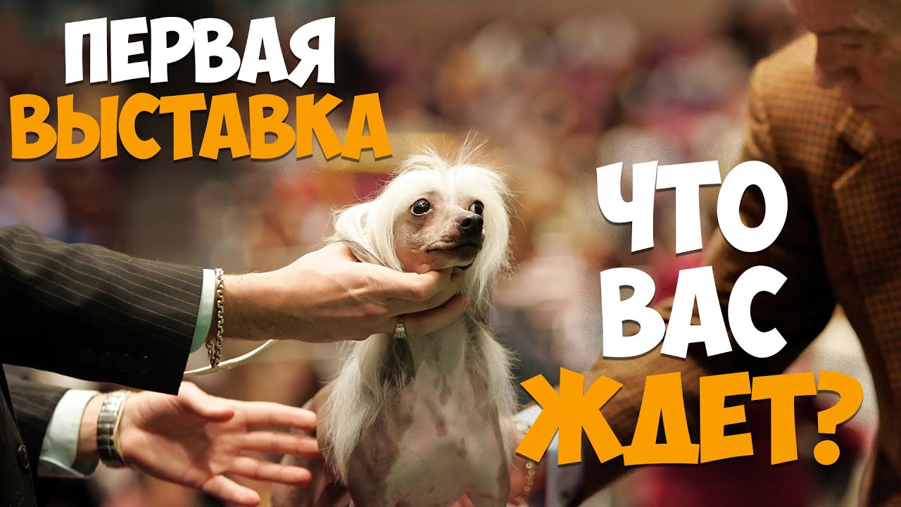 Первая выставка вашей собаки. Что вас ждет?