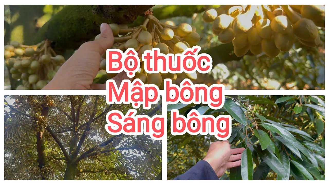 Dưỡng mập bông mà còn xanh bóng lá chân lh:0988892476 
