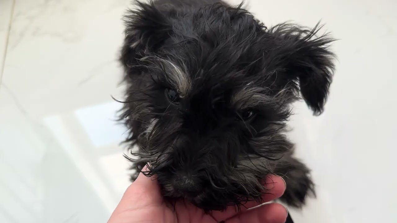 Olive says - Fluffy faces make the world go round!
