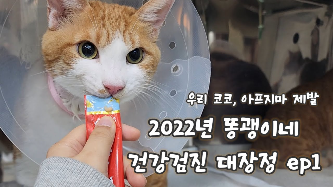 2022년 똥괭이네 건강검진 대장정 ep1. 선덕이, 유신이, 소이, 쁘니, 코코