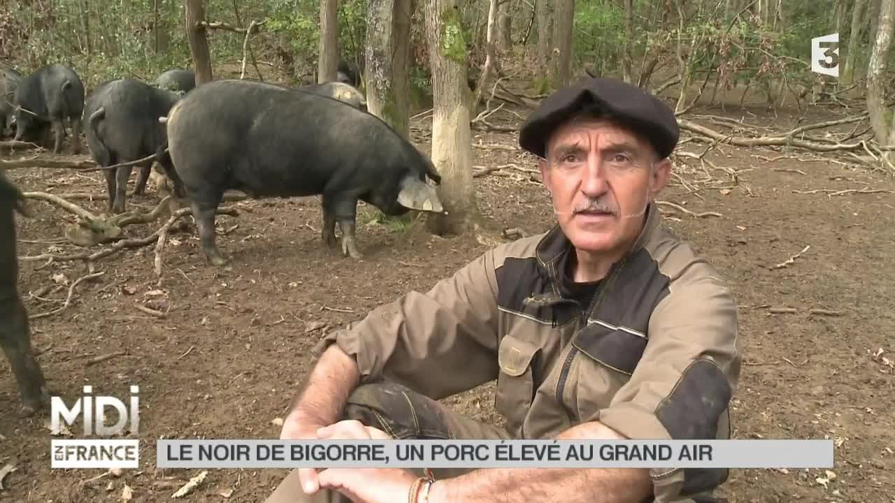 ANIMAUX : Le noir de Bigorre, un porc élevé au grand air