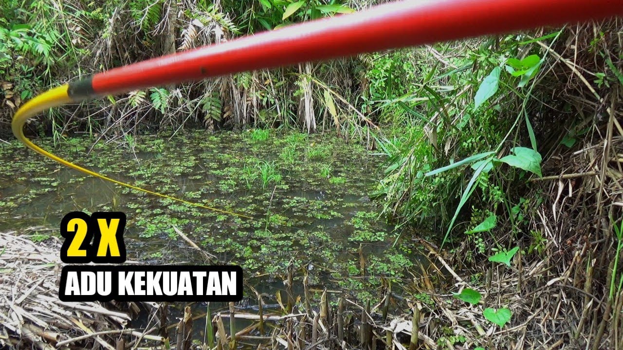 Ledakan bertubi²....!! Mancing ikan di rawa hutan Lampung. #rp-50