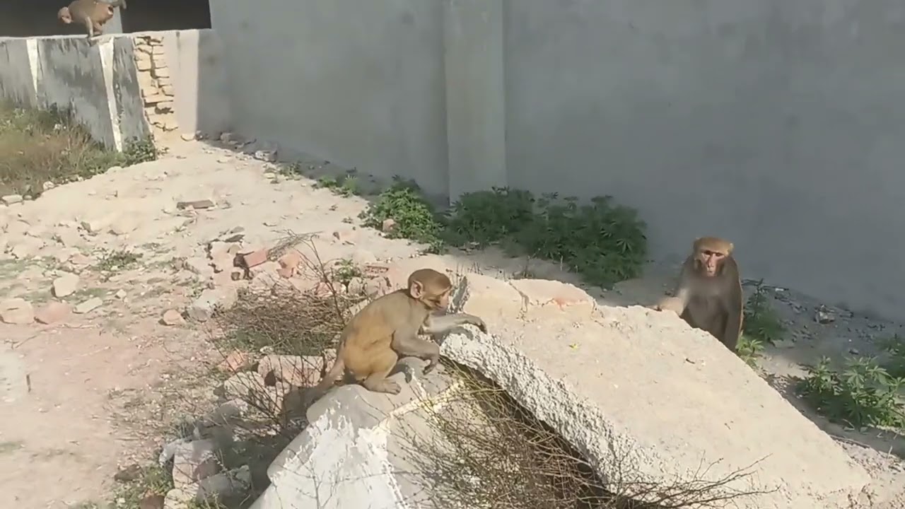 My mini blog  26 🐒🌴🥰 #monkey #monkeyvideo #funny