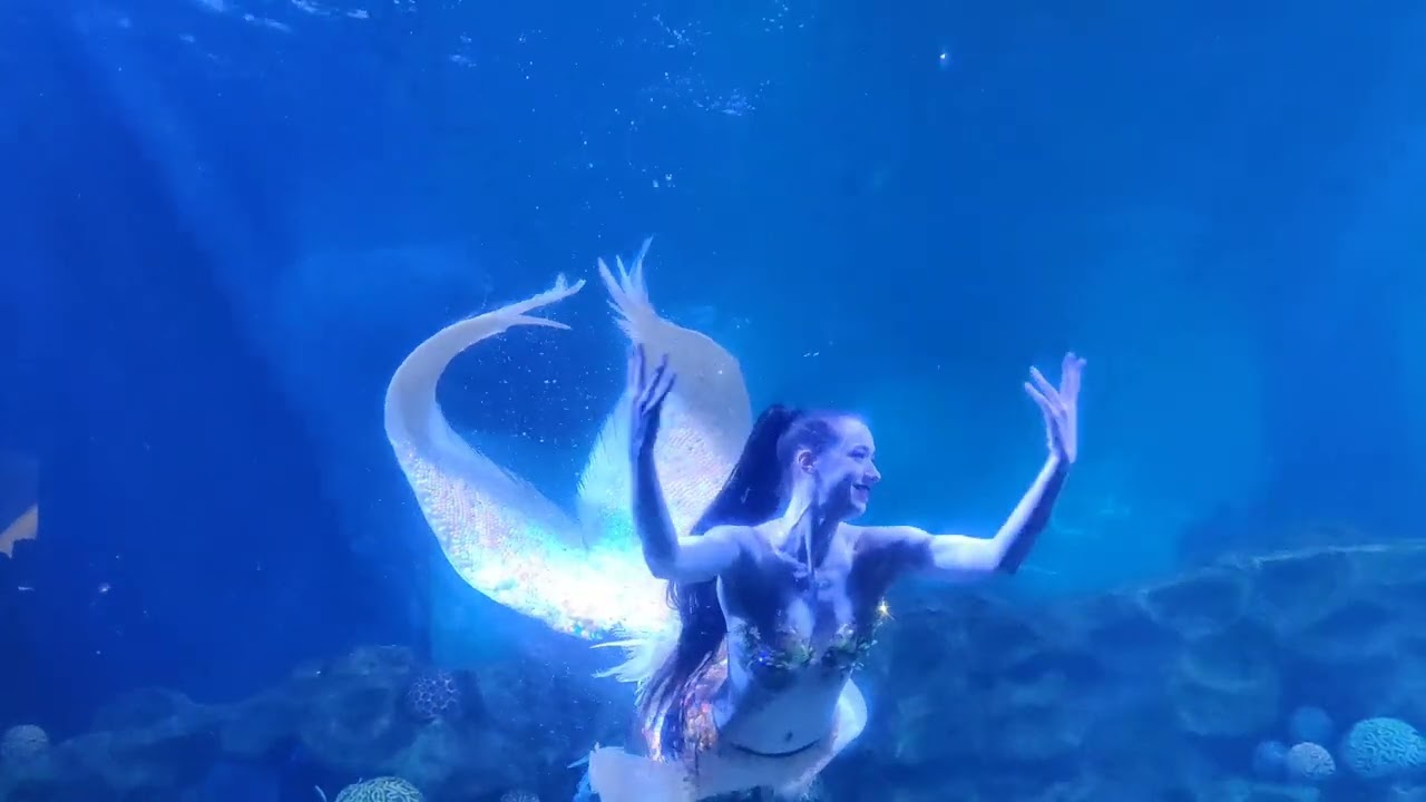 Mermaid 🧜‍♀️ in VGP marine Kingdom Chennai ✨ 2023
