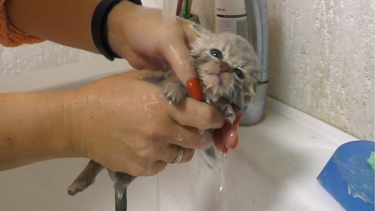 Кормление слабого уличного котенка и первое купание - вся история