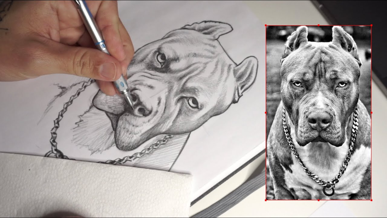 COMO DESENHAR UM PITBULL - DESENHO 14/60