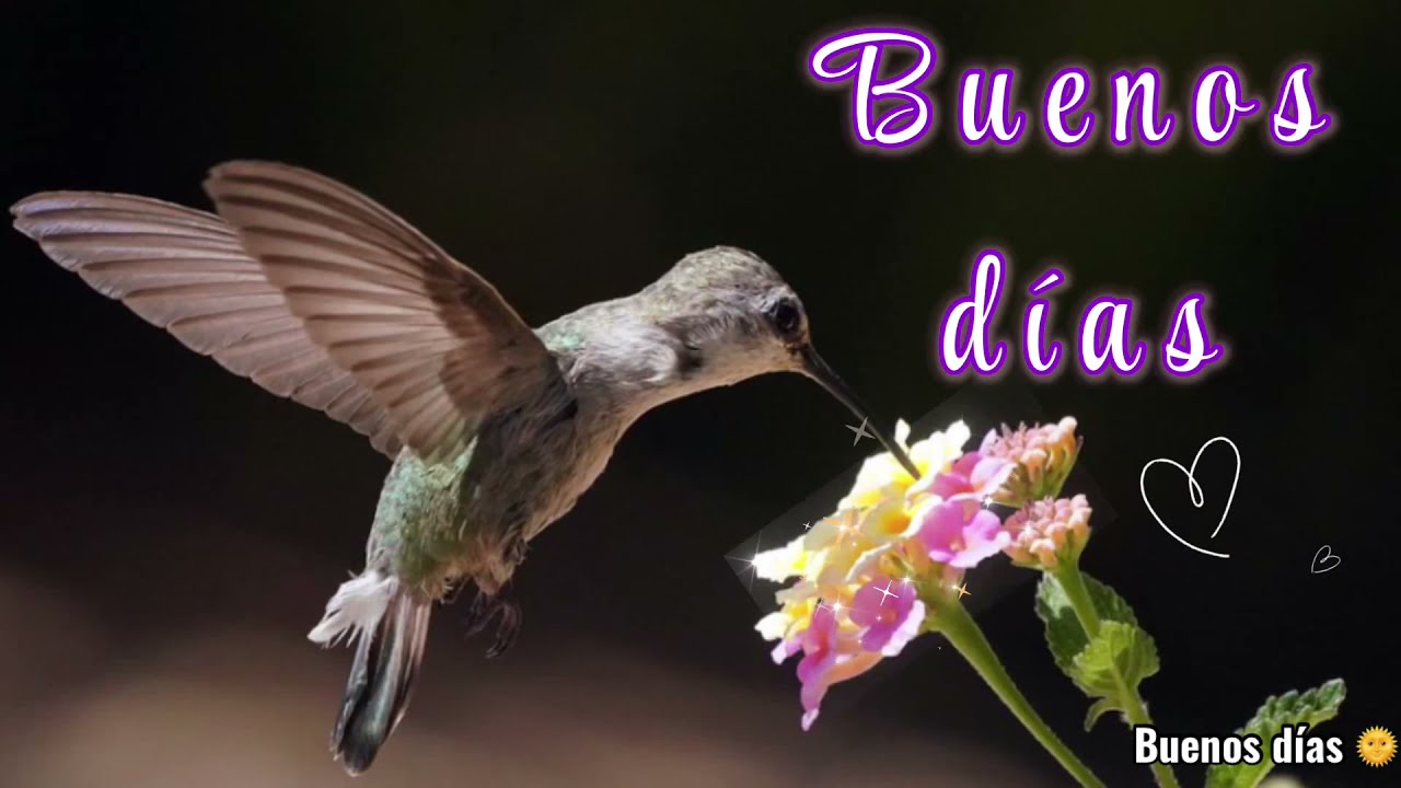 Buenos d&iacute;as❤️Motivaci&oacute;n para la ma&ntilde;ana🌹Frases positivas para empezar bien el d&iacute;a.Feliz d&iacute;a .Saludos