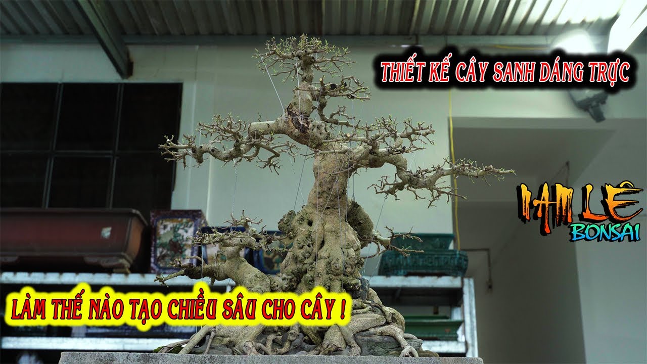 Cách Nam Lê thiết kế tay cành rất phiêu cho cây sanh trực dáng rất bình thường | NamLe Bonsai