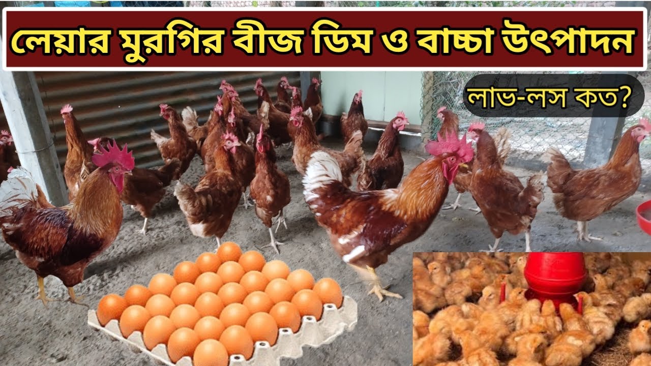লেয়ার মুরগি পালন পদ্ধতি | বীজ ডিম ও বাচ্চা কোথায় পাওয়া যায় #Layereggfarm #desimurgifarm নরসিংদী 