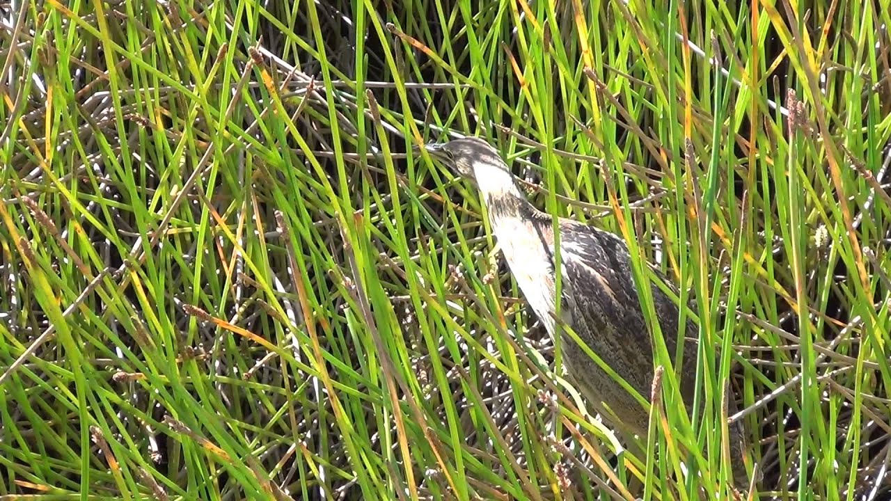 American Bittern