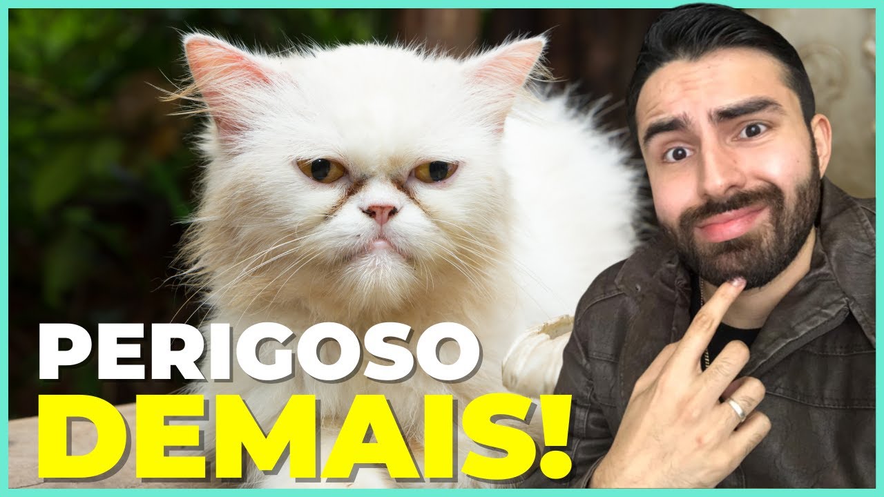 É ISSO Que Acontece Com Seu Gato Quando Fica MUITO TEMPO SOZINHO!