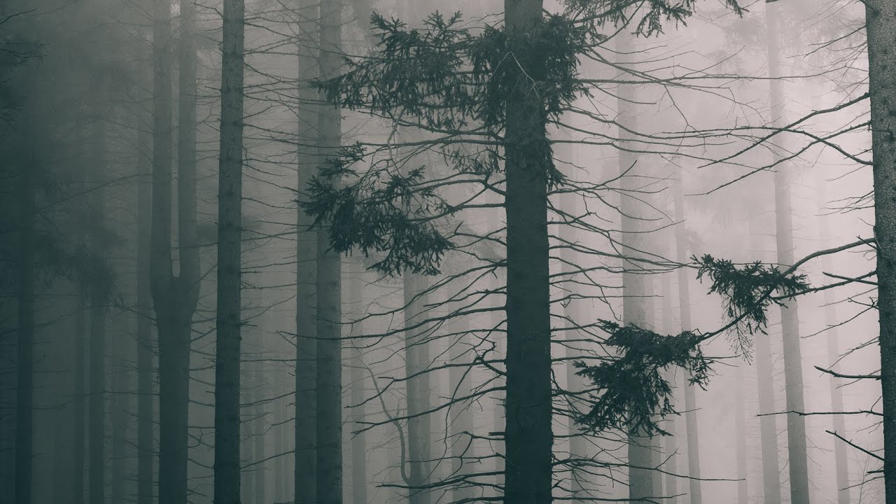 Rýchory - Dvorský les :: Krajinářův podzim :: Krajinářská fotografie s Fuji X-T5