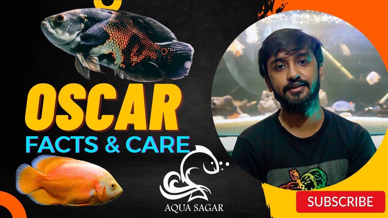 OSCAR FISH FACTS & CARE | GROWTH, TANK MATES & TYPES | IN BENGALI