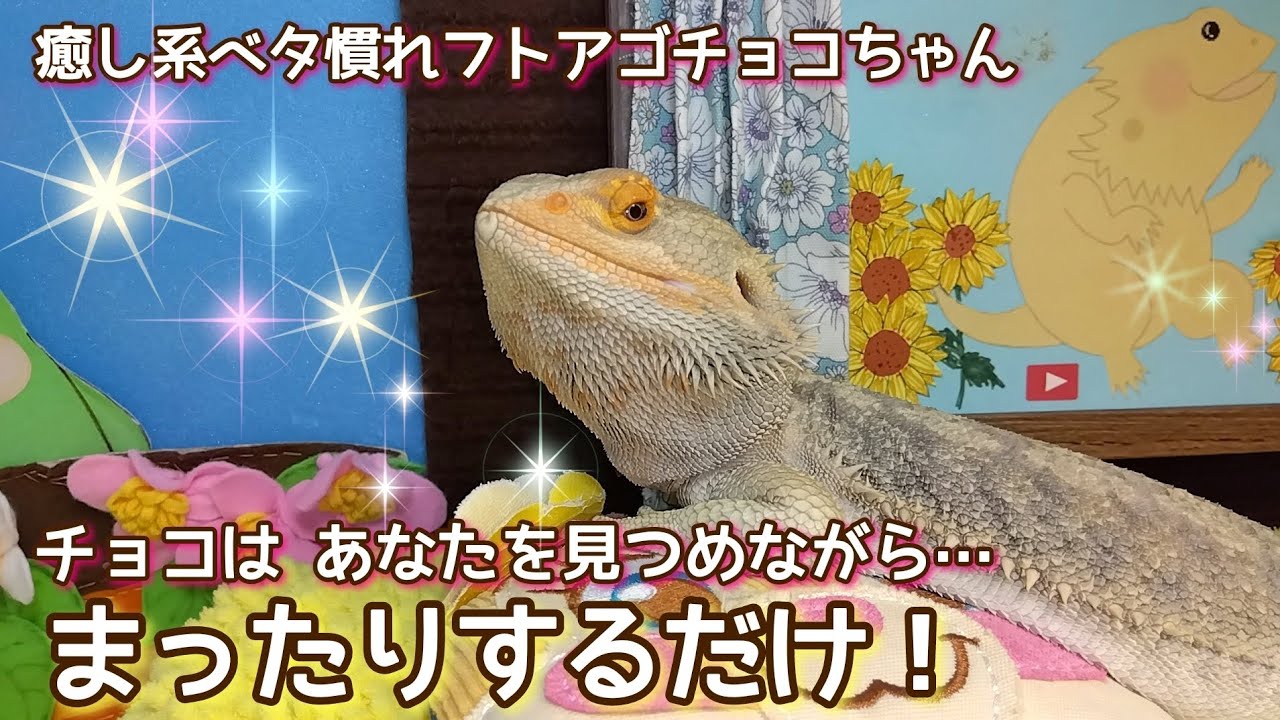 【本編動画】あなたを見つめるトカゲ@taasan_home #癒し系ベタ慣れフトアゴチョコちゃん #アニマルセラピーフトアゴチョコちゃん 