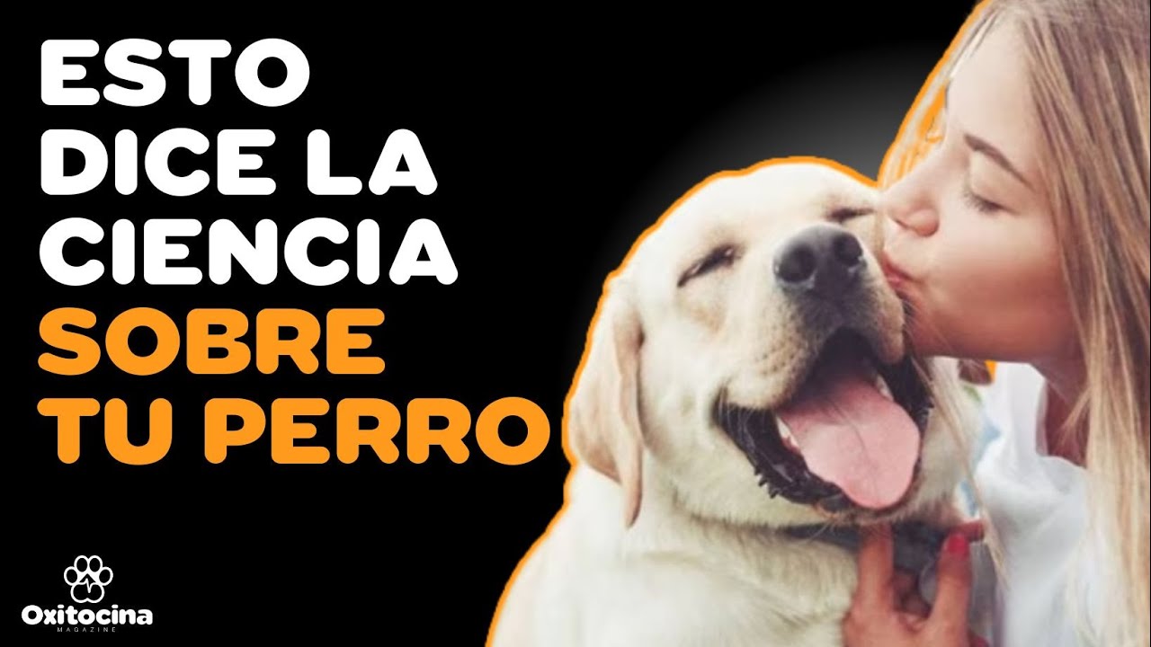 5 DATOS SOBRE LOS PERROS QUE LA CIENCIA HA DEMOSTRADO