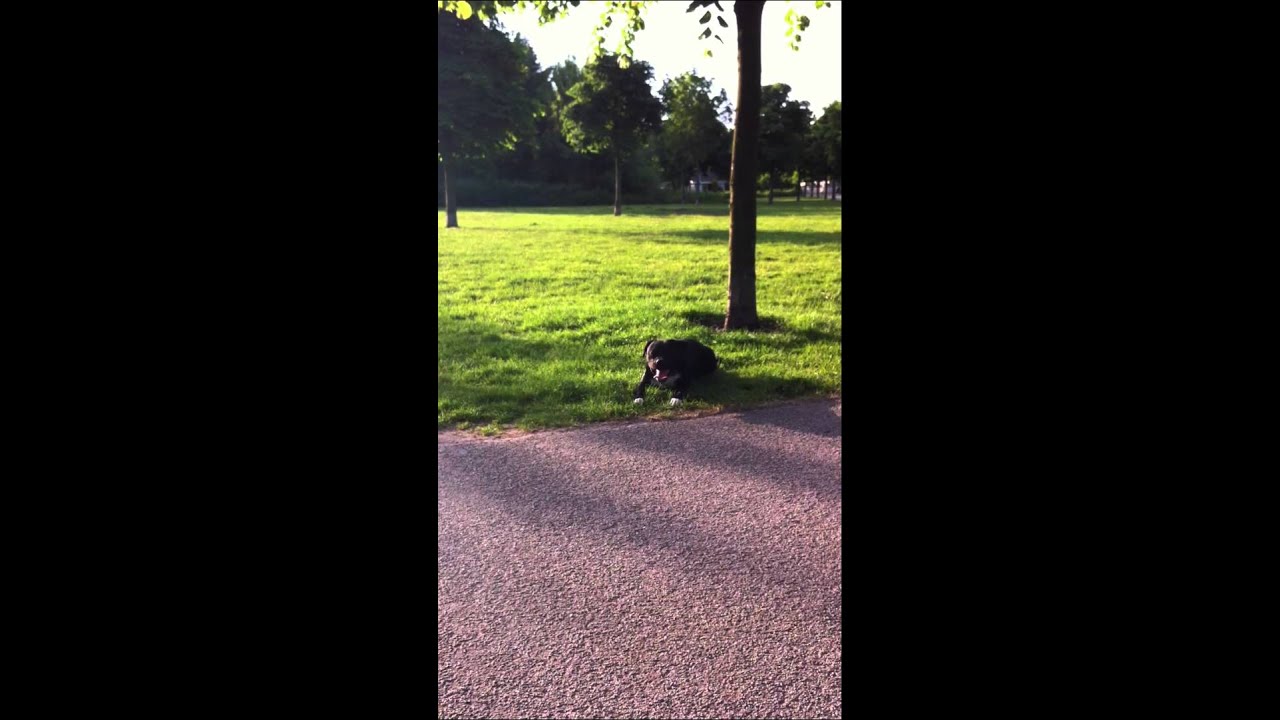 hijgen als een hond