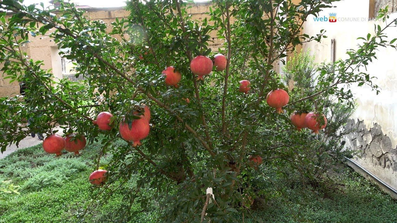 Archivio di Stato, i giardini ritrovati