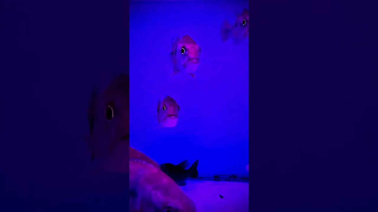 Peacock Bass | Exotic Fish | Moster Fish