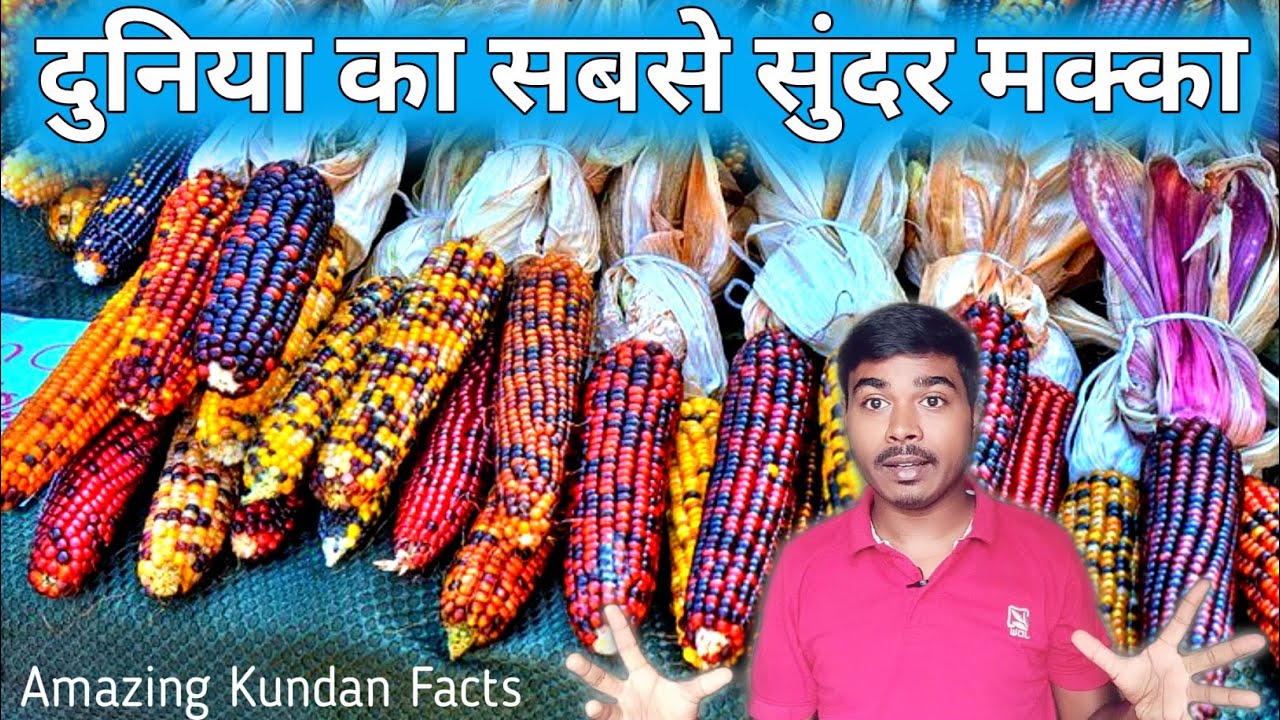 The world most beautiful corn Glass gem corn 🌽 American world beautiful corns in Hindi, Kundan Facts