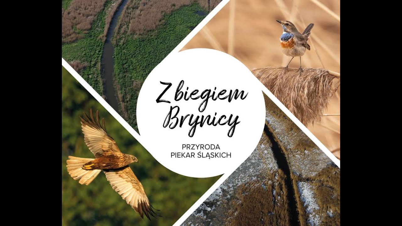 Z biegiem Brynicy - przyroda Piekar Śląskich