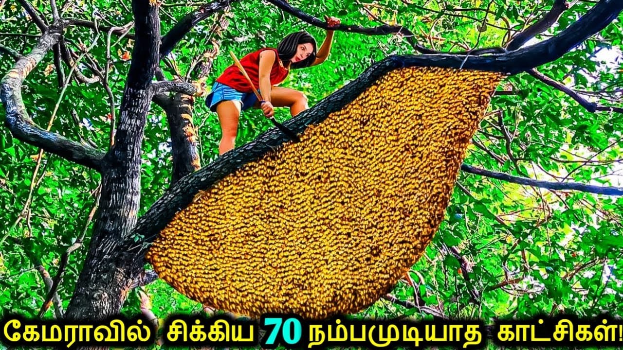 கேமராவில் சிக்கிய 70 நம்பமுடியாத காட்சிகள்! | Incredible Moments Caught on Camera | Tamil Ultimate