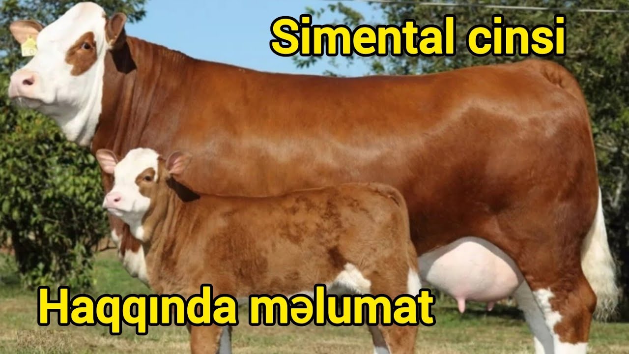 Simental inək cinsi haqqında məlumat