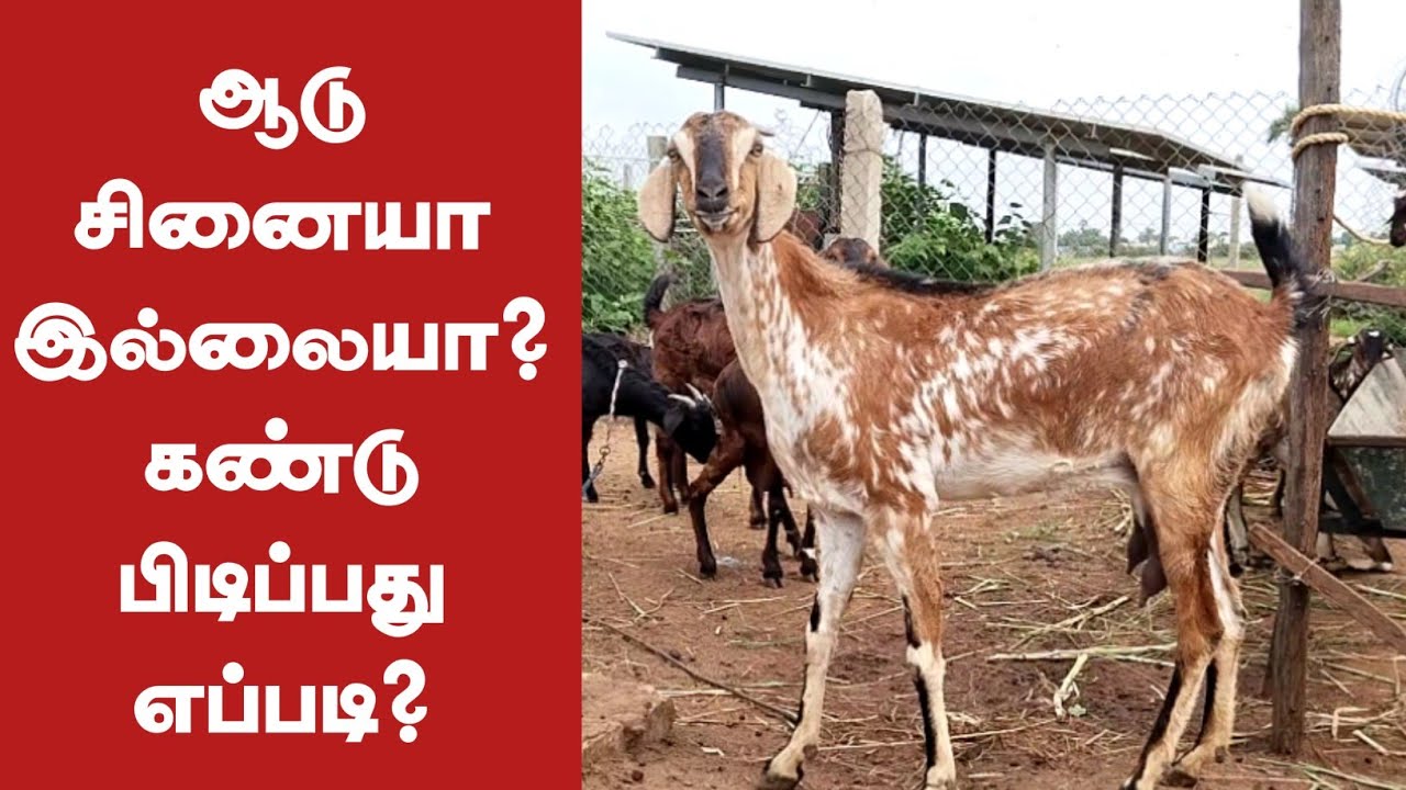 How to find pregnant goat / சினைப் பிடித்த ஆடுகளை எளிமையாக கண்டுபிடிக்கலாம்