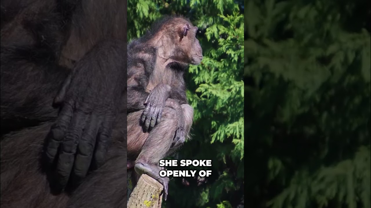Jane Goodall's Legacy: Compassion, Nature, and Hope #shorts