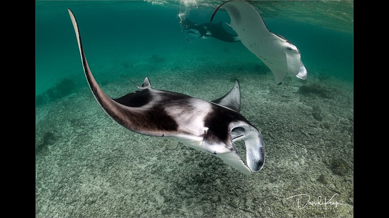 Photographing Reef Mantas