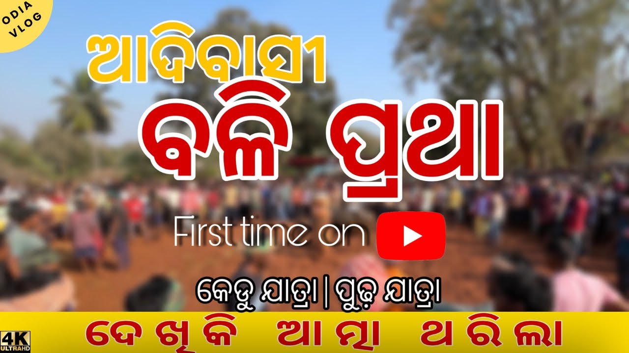 କେଡୁ ଯାତ୍ରା KEDU JATRA #kandhamalvlog  #Tribalfestibal #kedujatra #odishavlog #tribaldocumentary