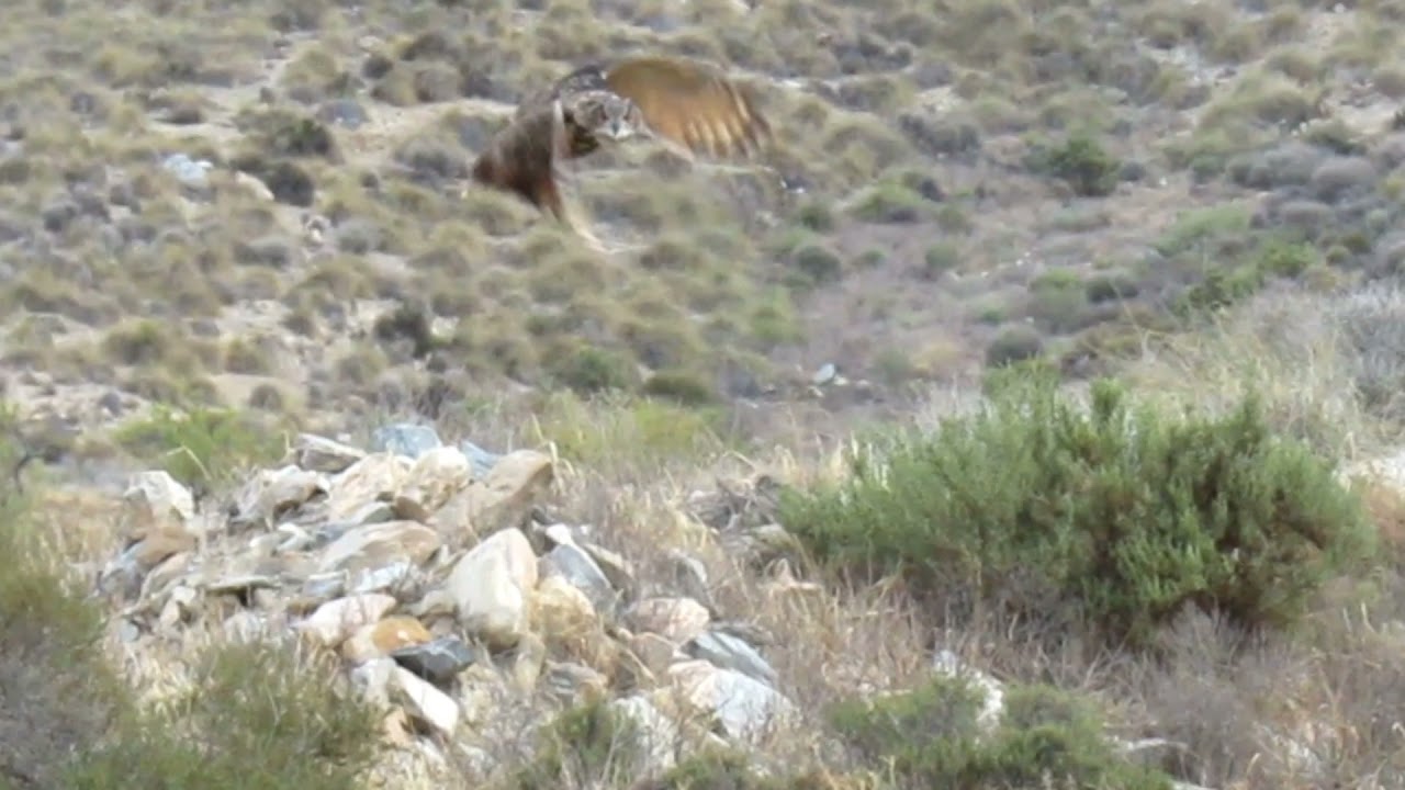 B&uacute;ho Real volando (CETRERIA)