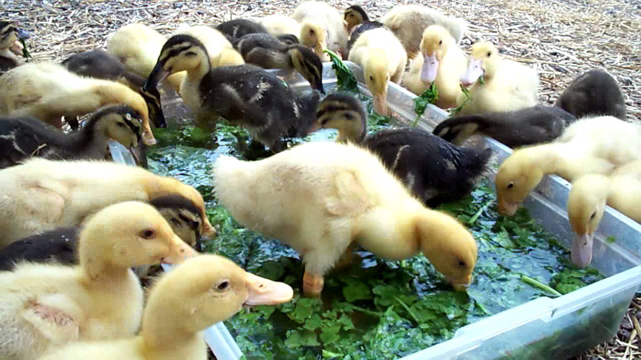 Ducklings Eating Rutabaga The Noise They Make Is So Cute #11 Raising Ducks Day 16