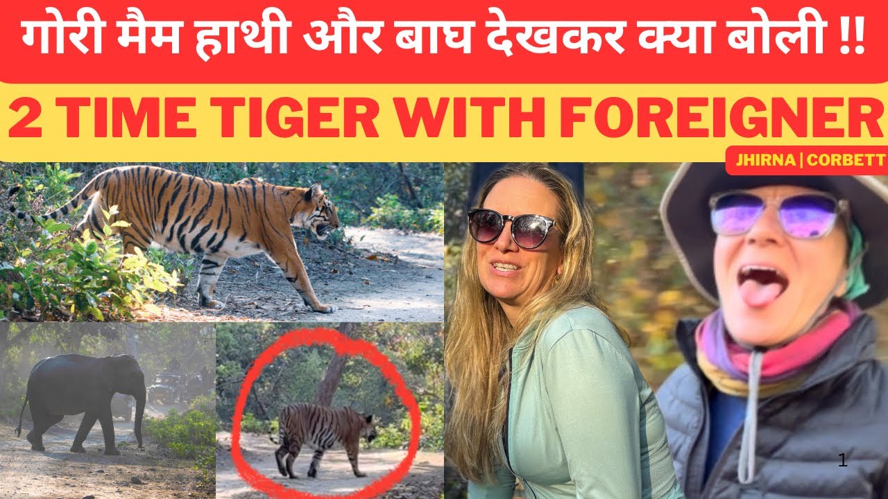 2 Times Tiger Sighting‼️ गोरी मैम हुई खुश हाथी और बाघ देखकर USA To Jim Corbett
