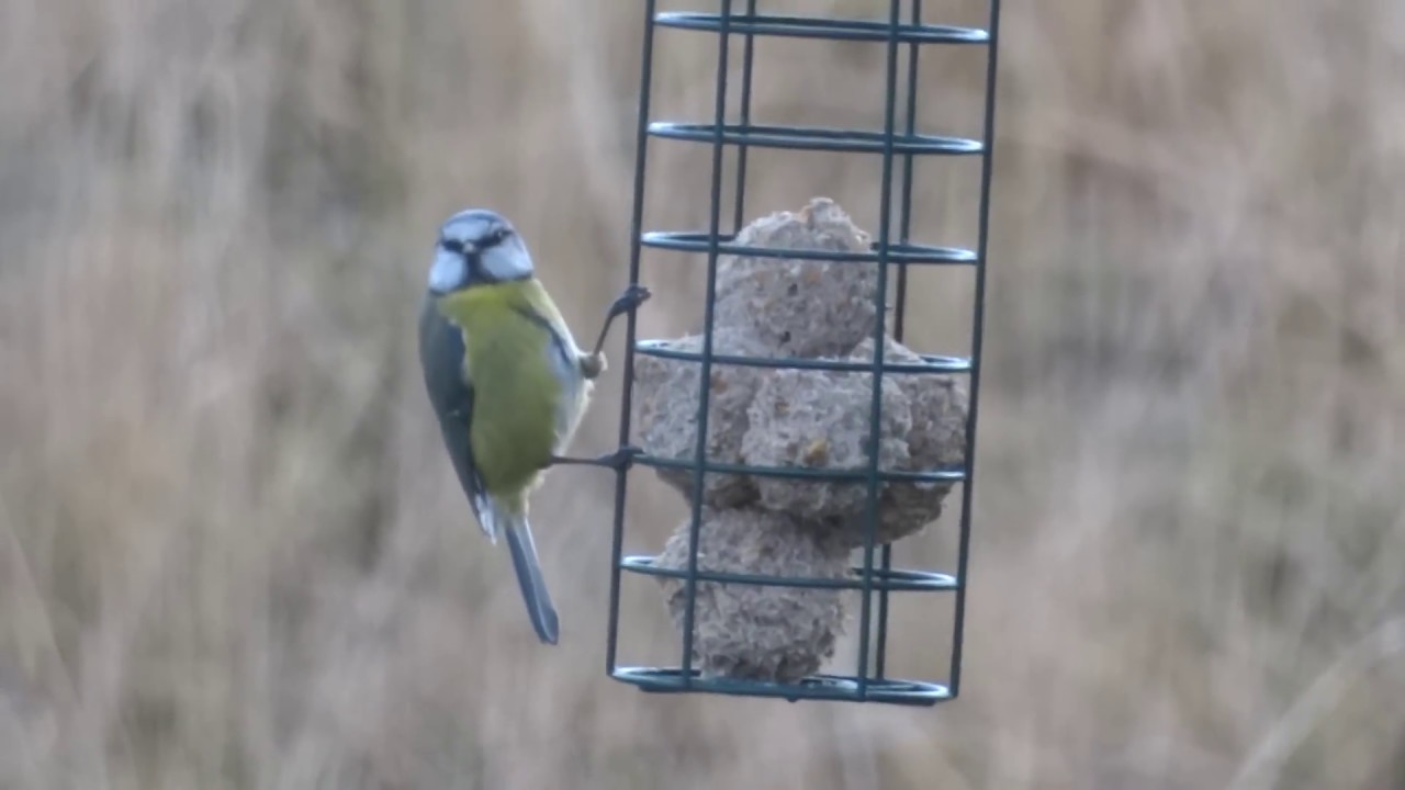 Blue tit with fatballs acting like a Woodpecker